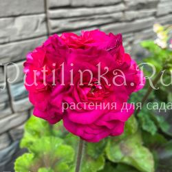 Пеларгония ТА Француаза