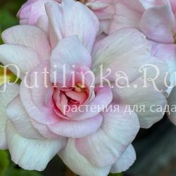 Пеларгония Мальта Эльфика