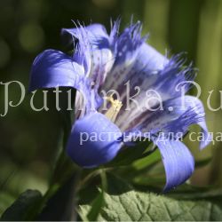 Горечавка семираздельная (Gentiana x septemfida)