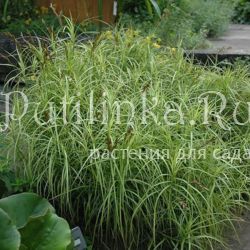 Осока пальмолистная (Carex muskingumensis)