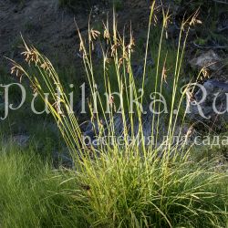 Осока Мертенса (Carex mertensii)