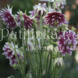 Аквилегия гибридная Nora Barlow (Aquilegia hybrida Nora Barlow)