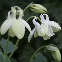Аквилегия веерная белая (Aquilegia flabellata nana Alba)