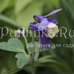 Аквилегия веерная голубая (Aquilegia flabellata Blue)