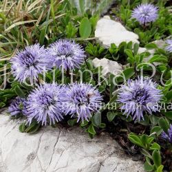 Глобулярия или Шаровница сердцевиднолистная (Globularia cordifolia)