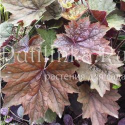 Гейхера Brownies (Heuchera Brownies)