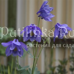 Аквилегия железистая (Aquilegia glandulosa)