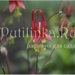 Аквилегия канадская Little Laterns (Aquilegia Canadensis Little Lanterns)