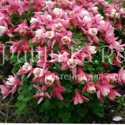 Аквилегия  гибридная Jewel Pink (Aquilegia hybrida Jewel Pink)