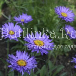 Астра альпийская ф.синяя Dunkle Schone (Aster alpinus 'Dunkle Schone')