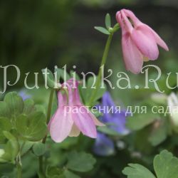 Аквилегия веерная розовая (Aquilegia flabellata)