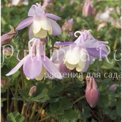 Аквилегия веерная ф.курильская (Aquilegia flabellata var. pumila f. kurilensis Rosea)