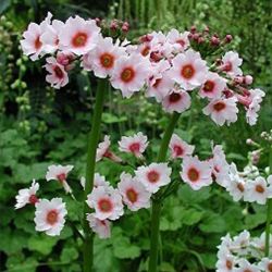 Примула японская светло-розовая (Primula japonica)