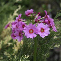 Примула японская фиолетовая (Primula japonica)