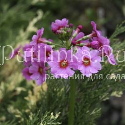 Примула японская фиолетовая (Primula japonica)