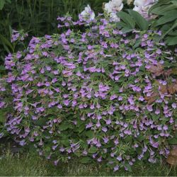 Каламинта (CALAMINTHA grandiflora Large lowered Calamint Elfin Purple)