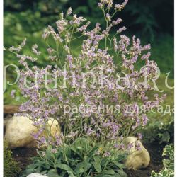 Кермек (LIMONIUM species 'Blue Diamond')