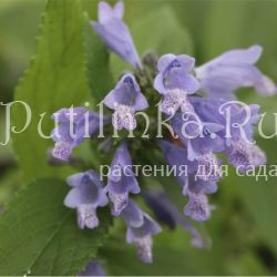 Котовник почти-сидячий (Nepeta subsessilis)