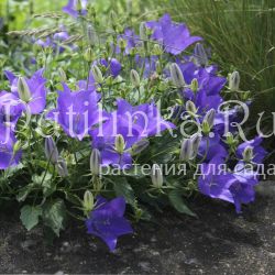 Колокольчик псевдорайнера (Campanula pseudo-raineri)