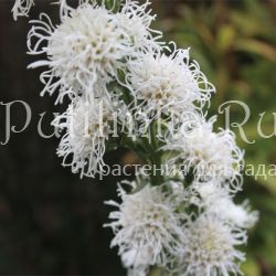 Лиатрис (LIATRIS scariosa 'Alba' )