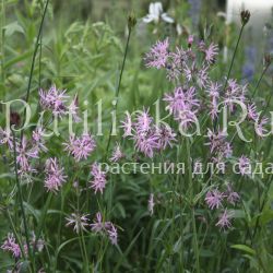 Лихнис (LYCHNIS flos-cuculi)