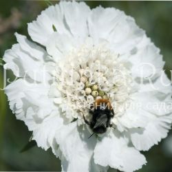 Скабиоза (SCABIOSA caucasica 'Perfecta Alba')