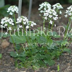 Толстостенка крупнолистная (Pachyphragma macrophyllum)