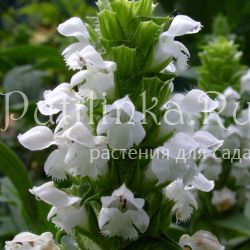 Черноголовка крупноцветковая (PRUNELLA grandiflora 'Alba' )