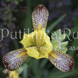 Ирис (IRIS)