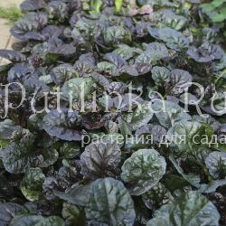 Живучка ползучая (Ajuga reptans)