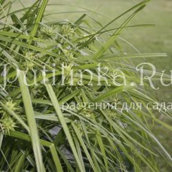 Осока Грея (Carex grayi)