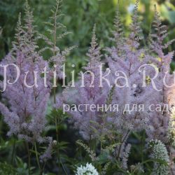 Астильба (Astilbe)