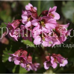 Бадан гибридный Pink Dragonfly (Bergenia Pink Dragonfly)