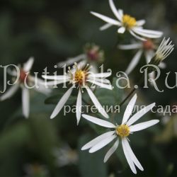 Астра растопыренная (Aster divaricatus)