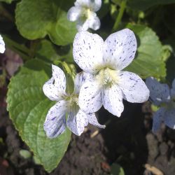 Фиалка сестринская "Frickles" (Viola sororia "Frickles")