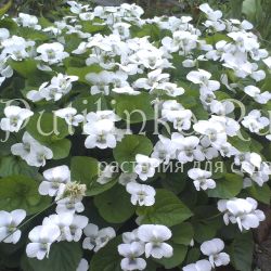 Фиалка сестринская белая (Viola sororia Alba)