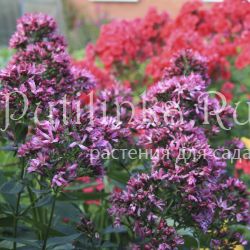 Флокс Natural Feelings (Phlox Natural Feelings)