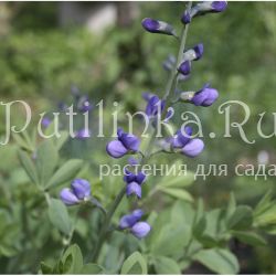 Баптизия  южная  (Baptisia  australica)