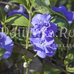 Барвинок  малый  махровый  (Vinca minor  Plena)