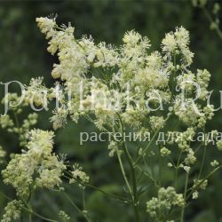 Василистник  светлый (Thalictrum lucidum)