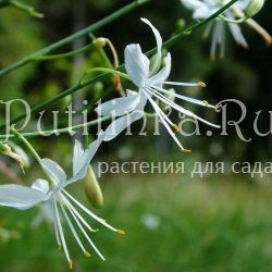 Венечник  ветвистый (Anthericum ramosum)