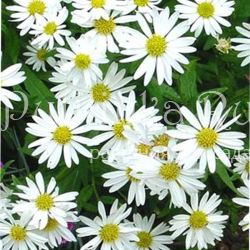 Калимерис Alba (Kalimeris  insisa Alba)