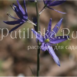 Камассия  гиацинтовая  (Camassia  giacintina)