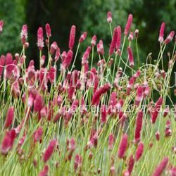 Кровохлёбка тонколистная (Sanguisorba tenuifolia)