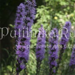 Лиатрис  густоколосный (Liatris pynostachya)