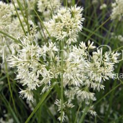 Ожика снежно-белая (Luzula nivea)