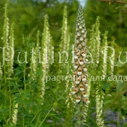 Наперстянка  шерстистая  (Digitalis  lanata)
