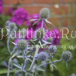 Синеголовник Blau  Kappe ( Eryngium  planum Blau  Kappe)