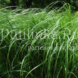 Спартина  гребенчатая (Spartina  pectinata)