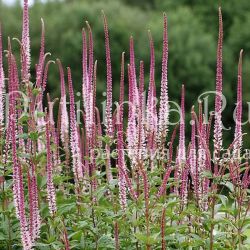 Вероникаструм виргинский (Veronicastrum virginicum Erica)